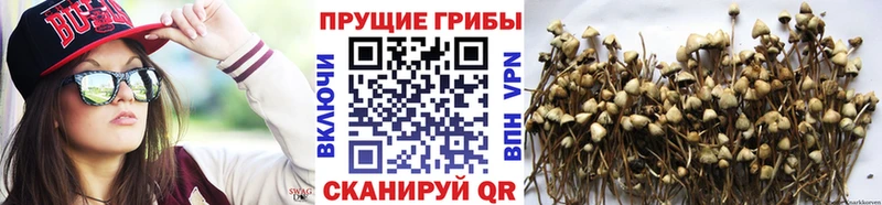Псилоцибиновые грибы MAGIC MUSHROOMS  купить закладку  Шатура 